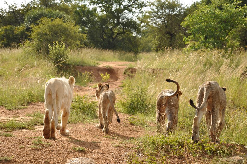 Ukutula Lion Lodge Beestekraal  Dış mekan fotoğraf