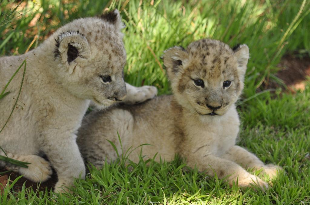 Ukutula Lion Lodge Beestekraal  Dış mekan fotoğraf