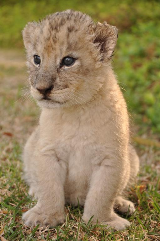 Ukutula Lion Lodge Beestekraal  Dış mekan fotoğraf